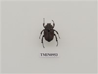 藏品(台灣角金龜)的圖片